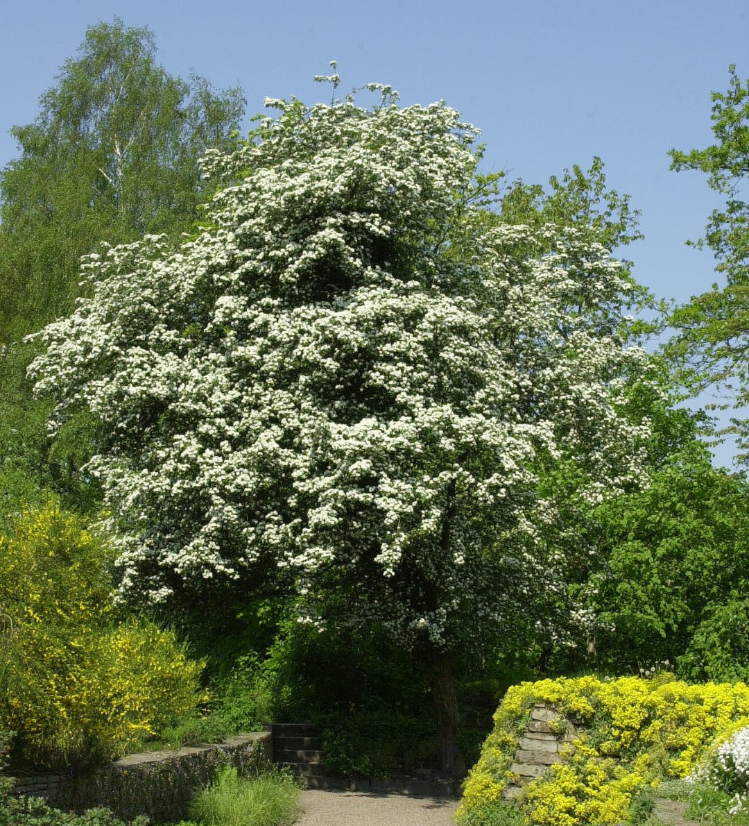 Crataegus Monogyna Common Hawthorn English Hawthorn Pepinierele 