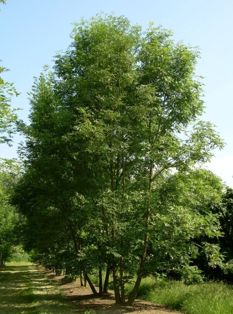 Fraxinus Excelsior Common Ash European Ash Pepinierele Van Den Berk Fraxinus Excelsior Common Ash European Ash Pepinierele Van Den Berk