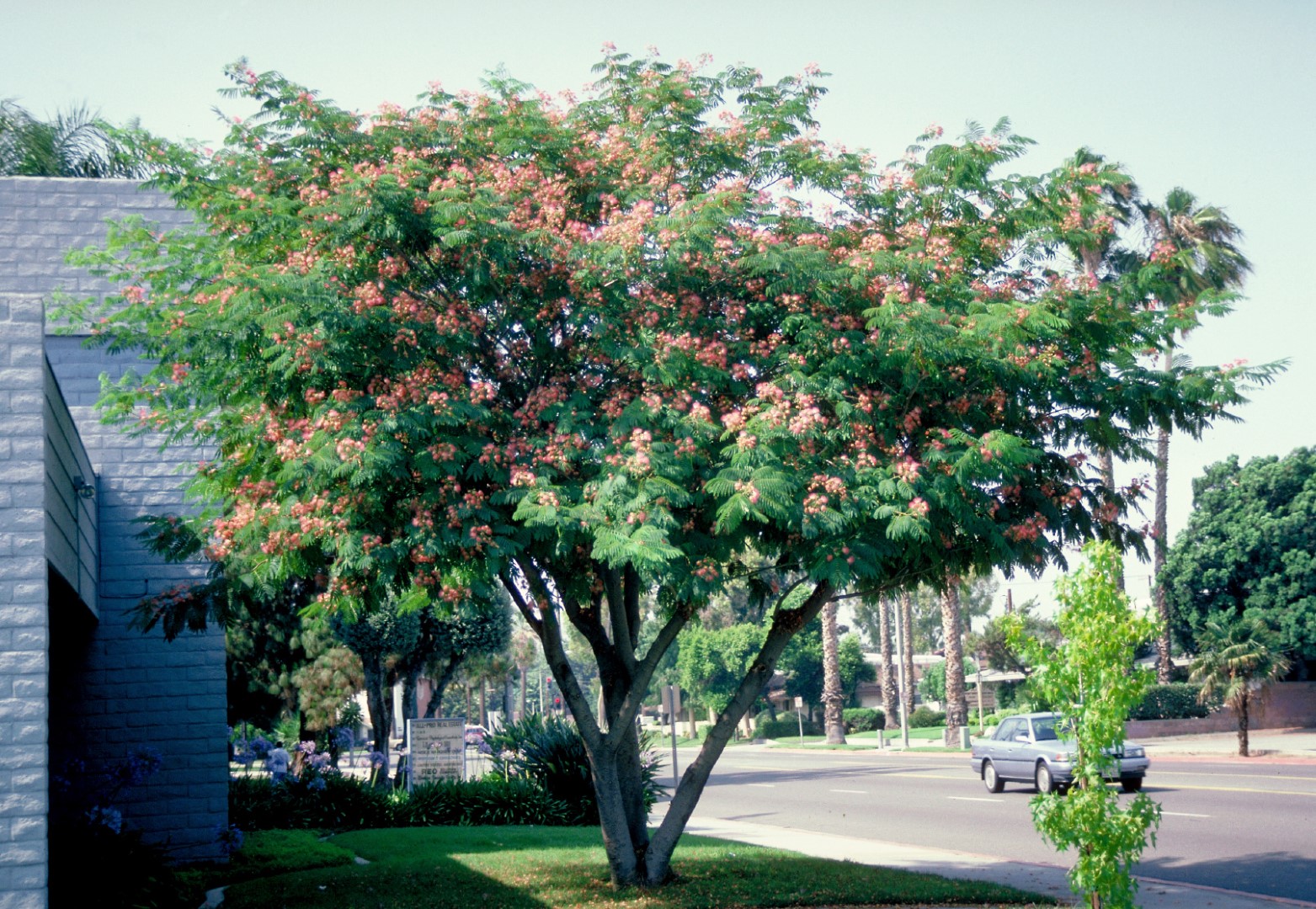 Persian Silk Tree The Persian Silk Tree Julibrissin Summer My