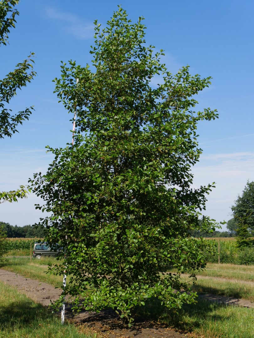 Alnus glutinosa | Common alder - Pepinierele Van den Berk