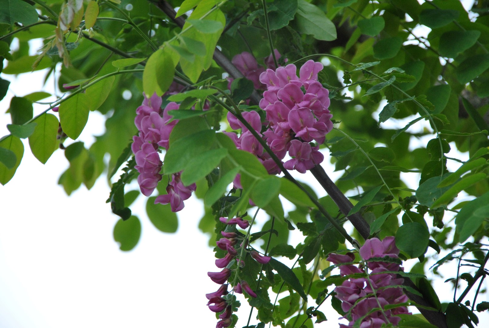 Robinia ×margaretta CASQUE ROUGE ('Pink Cascade')  Robinia ×margaretta CASQUE  ROUGE ('Pink Cascade') - Pepinierele Van den Berk