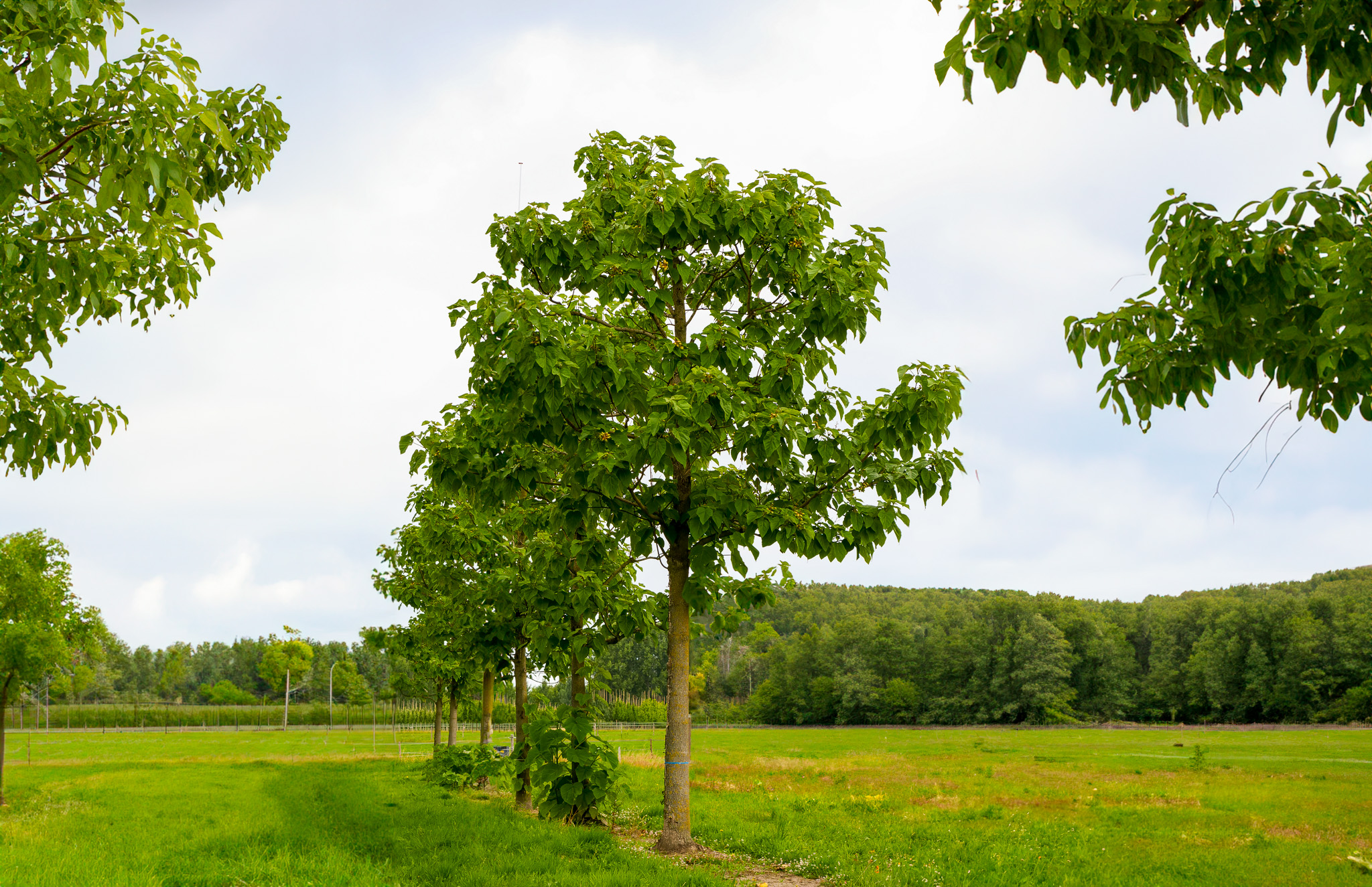 Paulownia tomentosa  Paulownia, Foxglove tree - Pepinierele Van den Berk