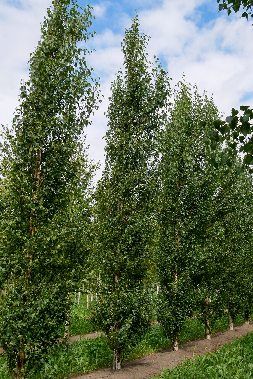 Betula pendula FASTIGIATA JOES ('Jolep1') | Betula pendula FASTIGIATA ...