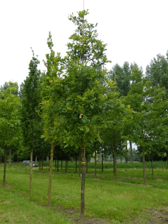 quercus siumilis