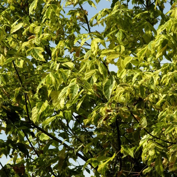 Acer negundo 'Aureomarginatum' – Acer negundo 'Aureomarginatum'