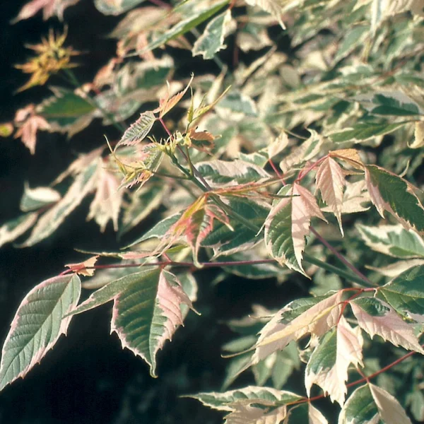 Acer negundo 'Flamingo' – Acer negundo 'Flamingo'