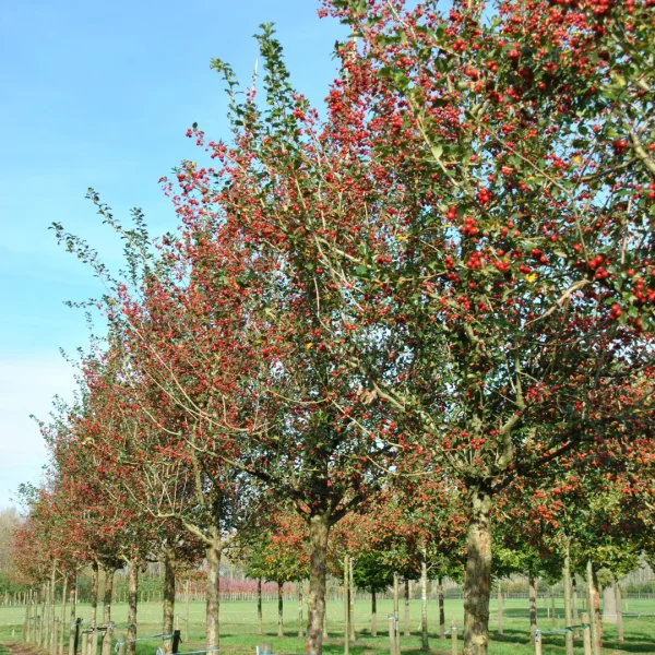 Crataegus ×grignonensis – Red-thorn