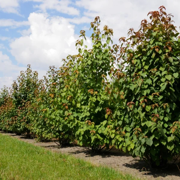 Davidia involucrata – Pocket-handkerchief tree, Dove Tree, Ghost tree