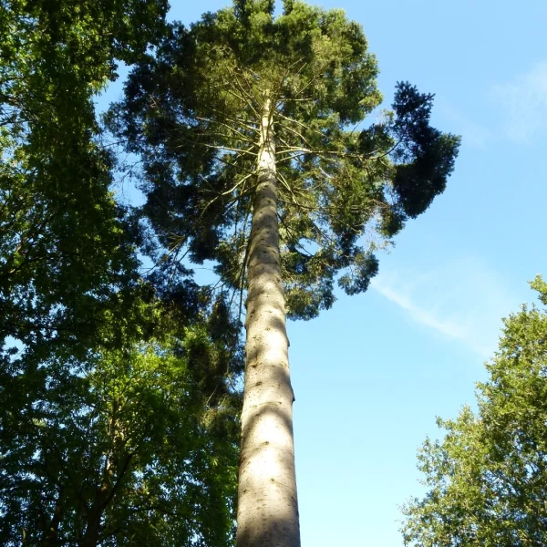 Abies grandis – Giant fir, Grand fir