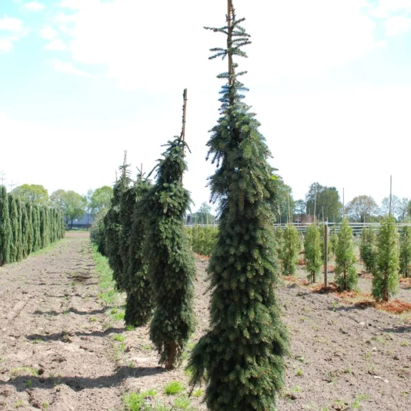 Abies nordmanniana 'Pendula' – Abies nordmanniana 'Pendula'