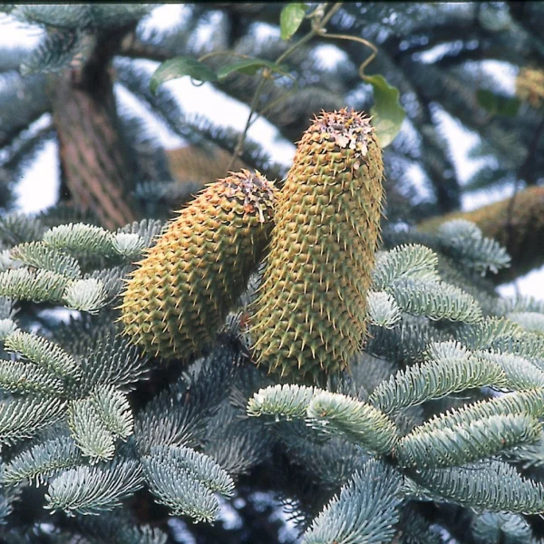 Abies procera 'Glauca' – Abies procera 'Glauca'