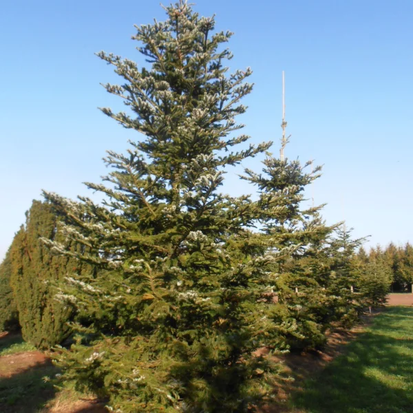 Abies veitchii – Veitch fir