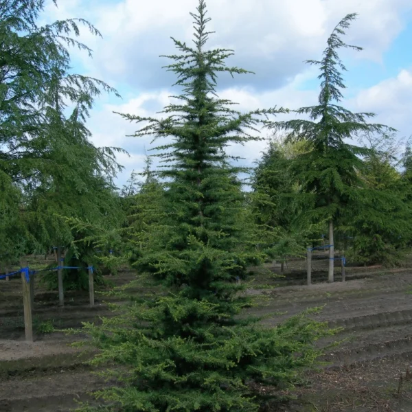 Cedrus libani – Cedar of Lebanon