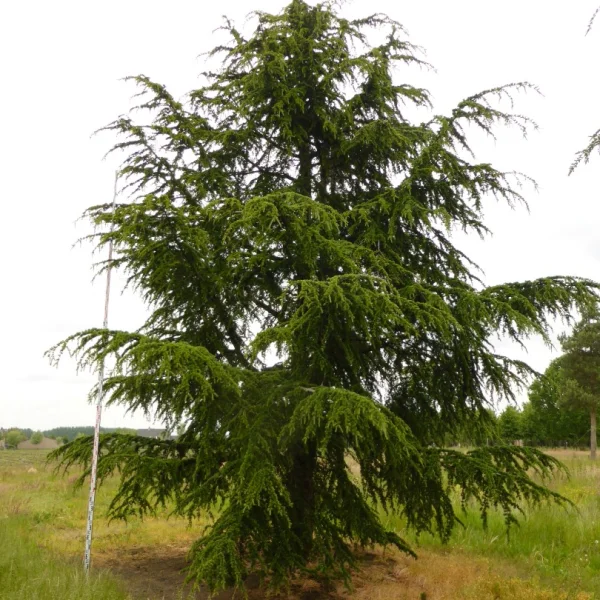 Cedrus libani subsp. atlantica – Atlas cedar