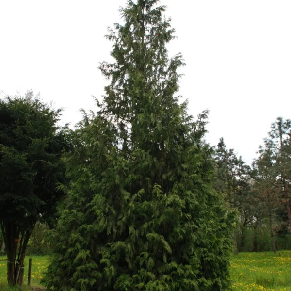 Chamaecyparis nootkatensis 'Aurea' – Chamaecyparis nootkatensis 'Aurea'