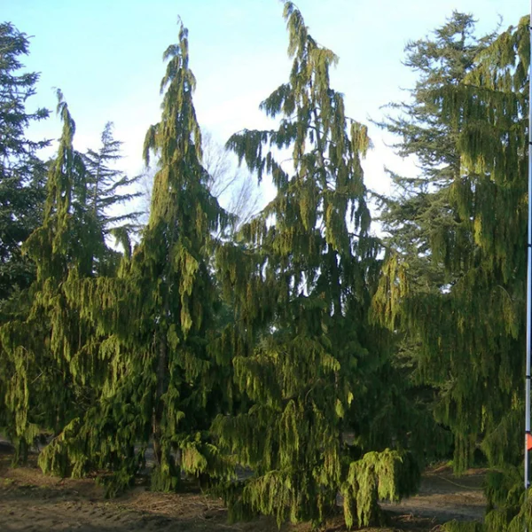 Chamaecyparis nootkatensis 'Pendula' – Chamaecyparis nootkatensis 'Pendula'