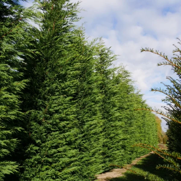 × Cupressocyparis leylandii – Cuprocyparis leylandii