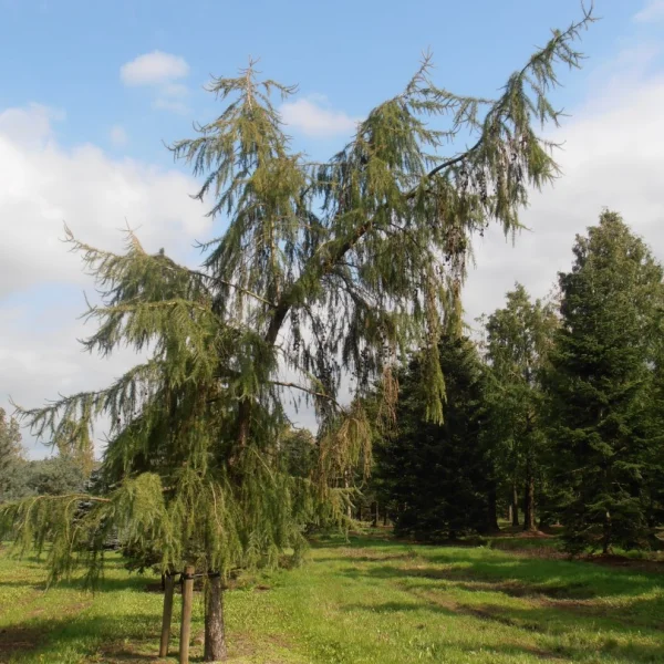Larix decidua 'Pendula' – Larix decidua 'Pendula'