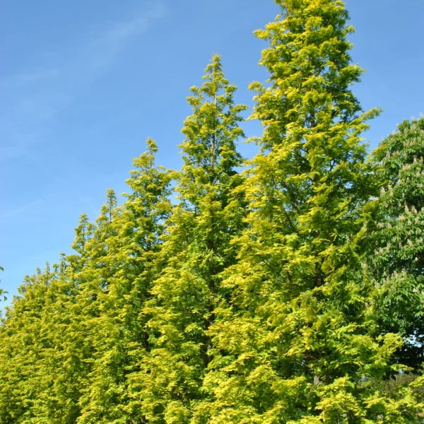 Metasequoia glyptostroboides GOLDRUSH ('Ogon') – Metasequoia glyptostroboides GOLDRUSH ('Ogon')