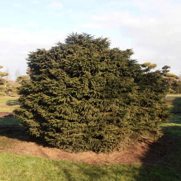 Picea abies 'Nidiformis' – Picea abies 'Nidiformis'