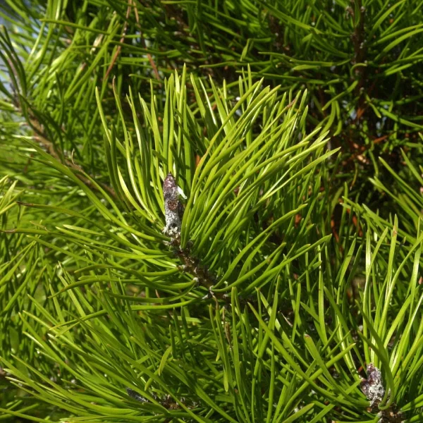 Pinus contorta – Beach pine, Lodgepole pine