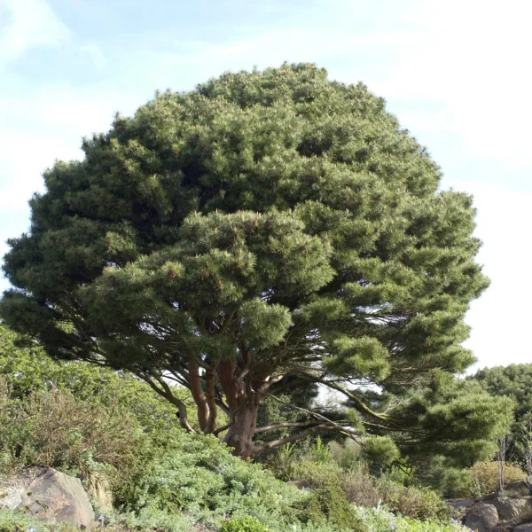 Pinus densiflora 'Umbraculifera' – Pinus densiflora 'Umbraculifera'