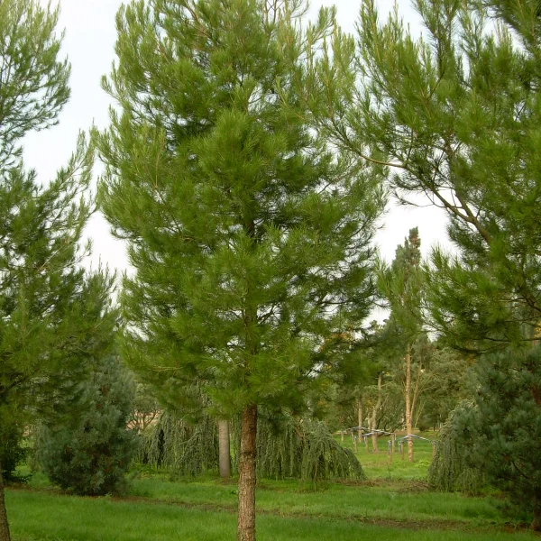 Pinus halepensis – Aleppo Pine