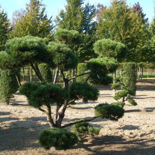 Pinus mugo 'Gnom' – Pinus mugo 'Gnom'