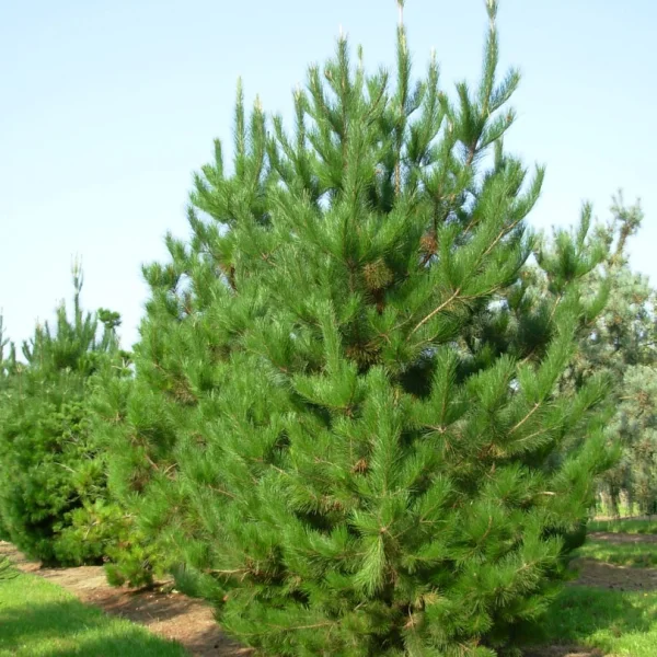 Pinus radiata – Pinus radiata