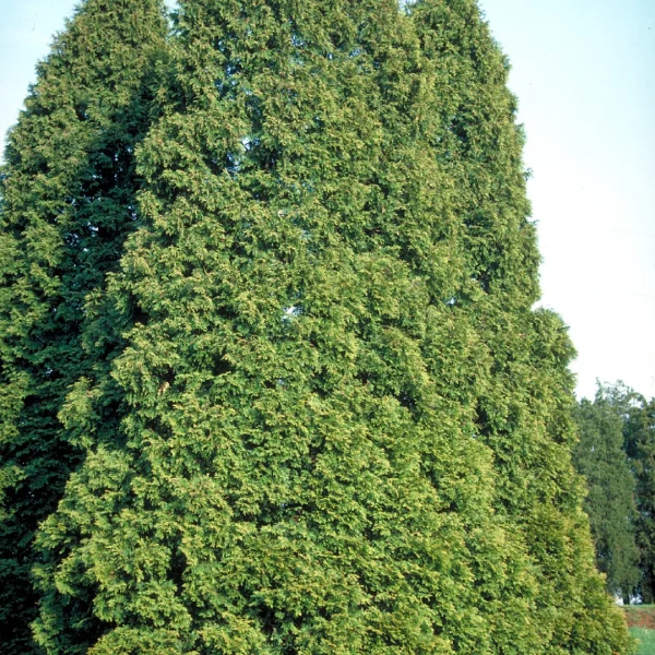 Thuja occidentalis – American Arborvitae, White cedar