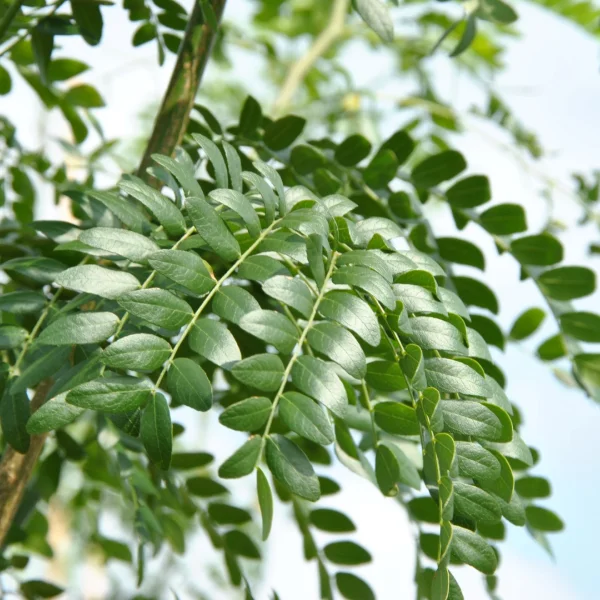 Gleditsia triacanthos STREET KEEPER ('Draves') – Gleditsia triacanthos STREET KEEPER ('Draves')