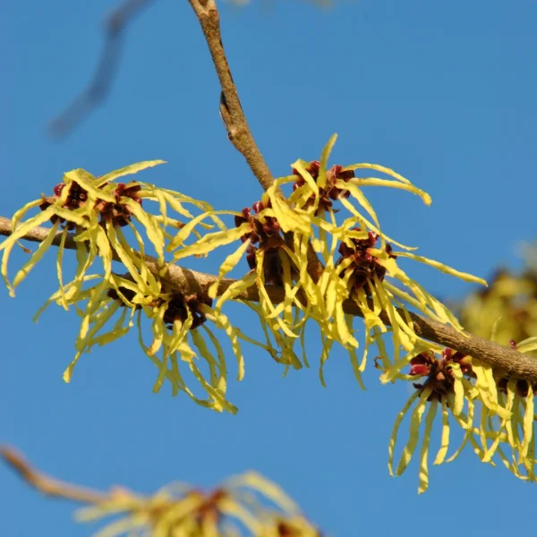 Hamamelis ×intermedia 'Pallida' – Hamamelis ×intermedia 'Pallida'