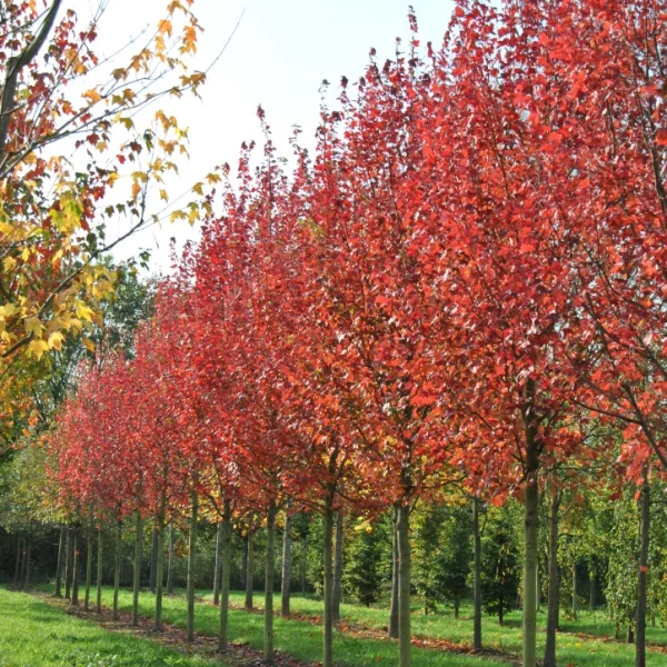 Acer rubrum 'Brandywine' – Acer rubrum 'Brandywine'