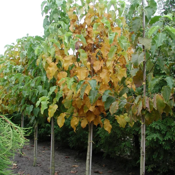 Magnolia acuminata – Cucumber tree