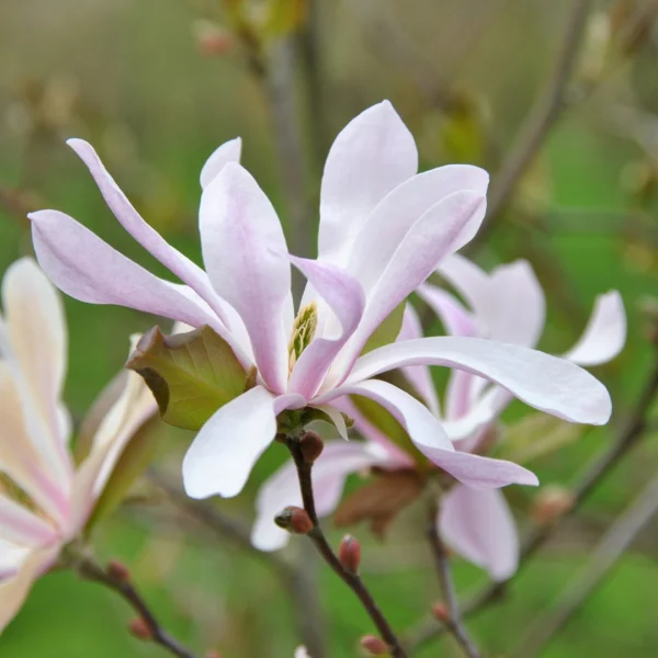 Magnolia ×loebneri 'Leonard Messel' – Magnolia ×loebneri 'Leonard Messel'