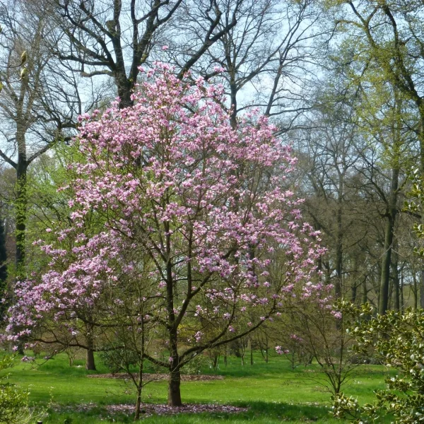 Magnolia 'Galaxy' – Magnolia 'Galaxy'