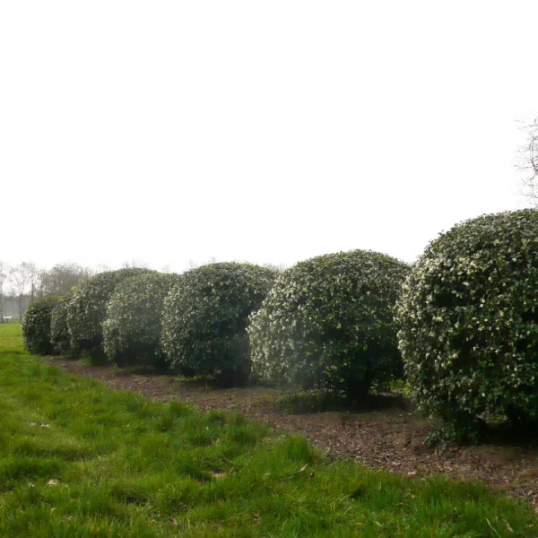 Osmanthus burkwoodii – Osmanthus burkwoodii