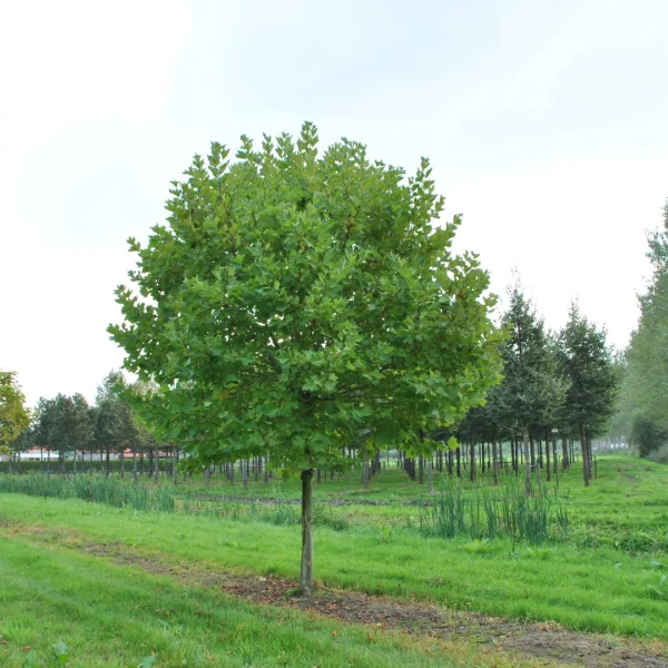Platanus ×hispanica 'Alphen's Globe' – Platanus ×hispanica 'Alphen's Globe'