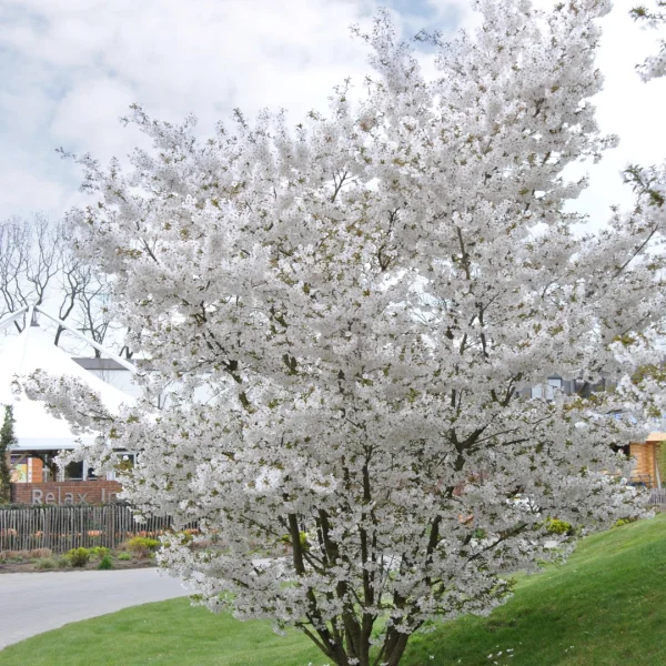 Prunus 'The Bride' – Prunus 'The Bride'