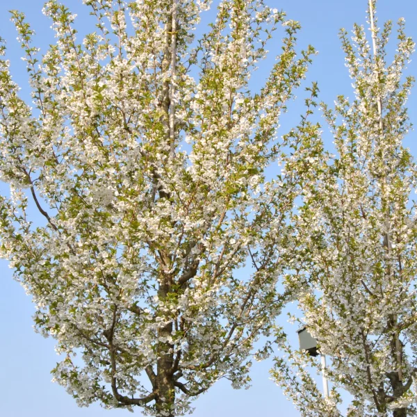 Prunus 'Umineko' – Prunus 'Umineko'