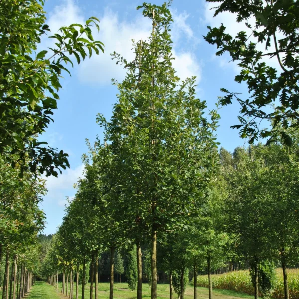 Quercus frainetto 'Trump' – Quercus frainetto 'Trump'