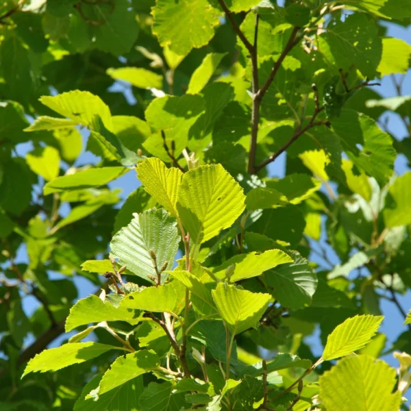 Alnus incana 'Aurea' – Golden alder