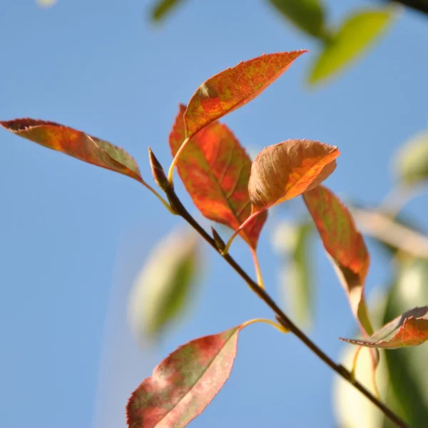 Amelanchier 'Autumn Briliance' – Amelanchier 'Autumn Briliance'