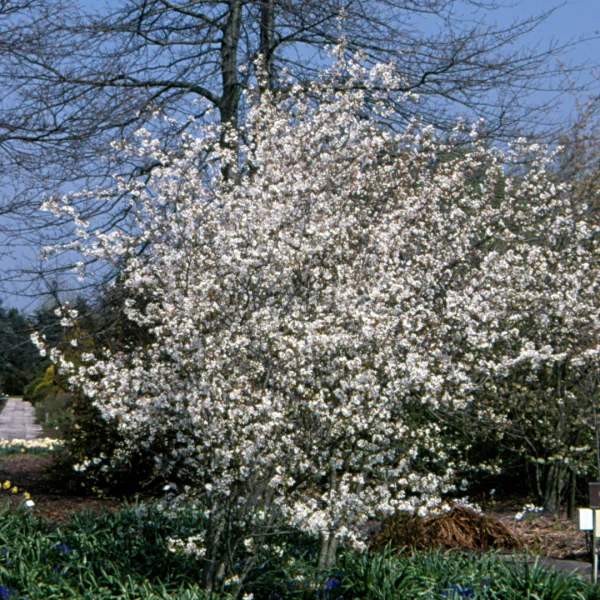 Amelanchier laevis 'Snowflakes' – Amelanchier laevis 'Snowflakes'