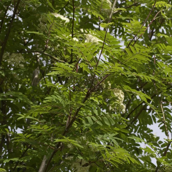 Sorbus aucuparia 'Rossica Major' – Sorbus aucuparia 'Rossica Major'