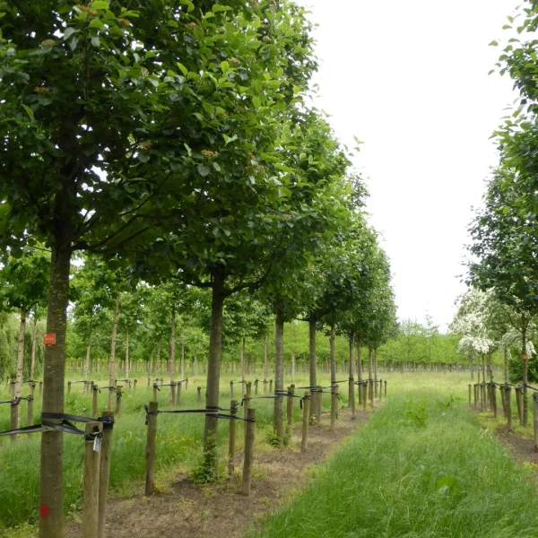 Sorbus incana – Sorbus incana