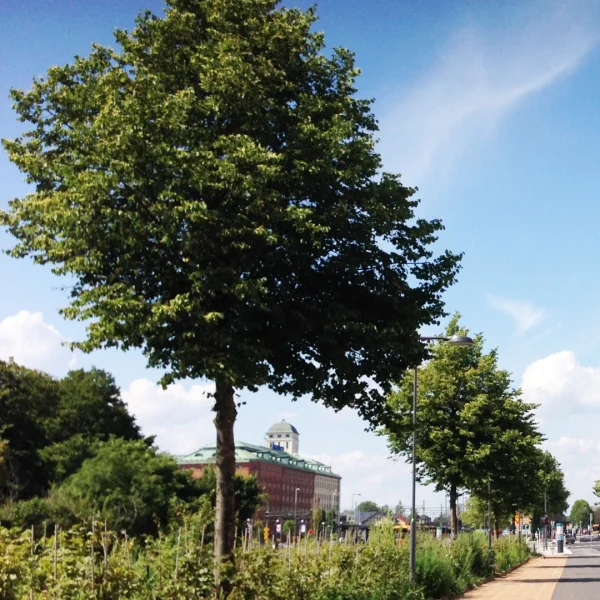 Tilia cordata 'Böhlje' – Tilia cordata 'Böhlje'