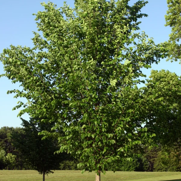 Ulmus americana 'Princeton' – Ulmus americana 'Princeton'