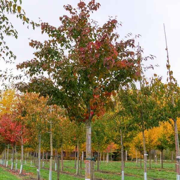 Acer capillipes &ndash; Red snake-bark maple