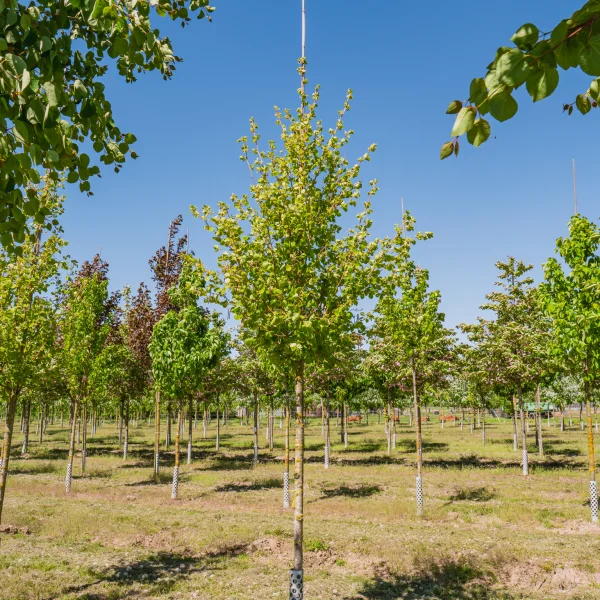 Alnus incana 'Aurea' &ndash; Golden alder